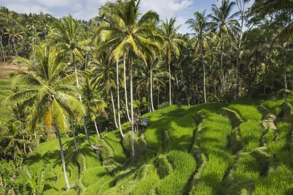 バリ島の緑の田んぼ、インドネシアのウブドの近くのJatiluwith — ストック写真