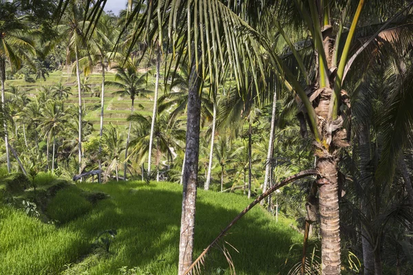 Zöld rizsföldek Bali szigetén, Jatiluwih Ubud közelében, Indonézia — Stock Fotó