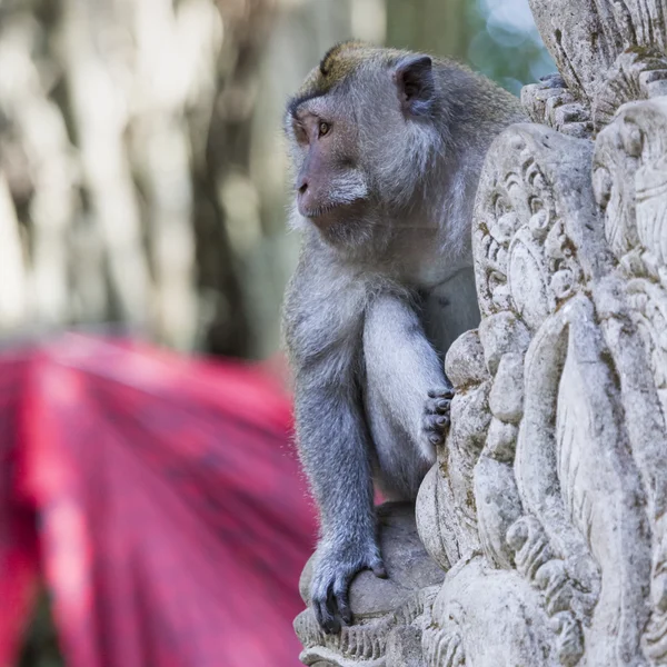 Małpa w święte at Monkey Forest Ubud, Bali, Indonezja — Zdjęcie stockowe
