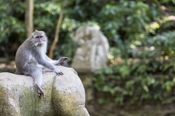 Aap op Sacred Monkey Forest, Ubud, Bali, Indonesië — Stockfoto