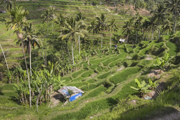 Green rice fields on Bali island, Jatiluwih near Ubud, Indonesia — Stock Photo, Image