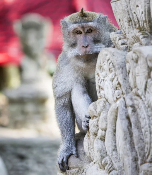 Scimmia nella foresta delle scimmie sacre, Ubud, Bali, Indonesia — Foto Stock