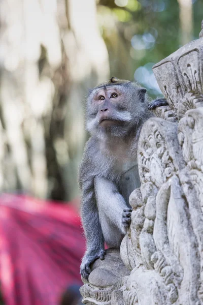 Mono en el Bosque Sagrado de Monos, Ubud, Bali, Indonesia — Foto de Stock