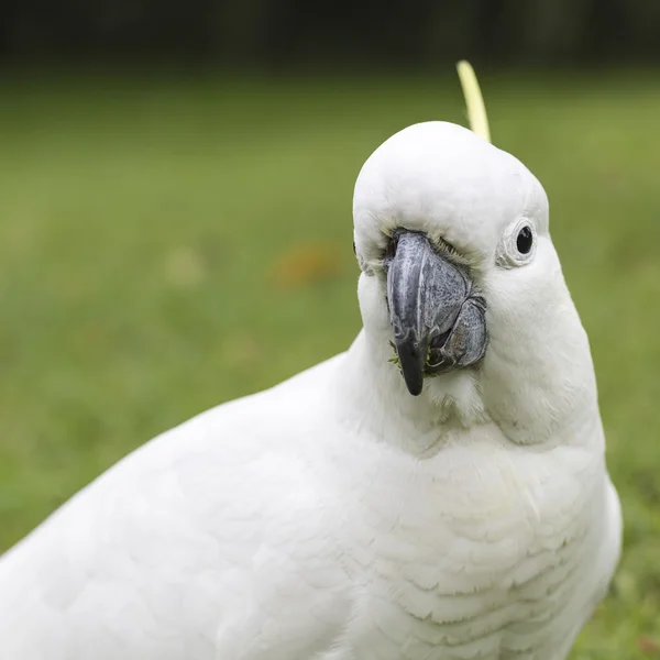 含硫量凤头鹦鹉 (Cacatua 不) — 图库照片