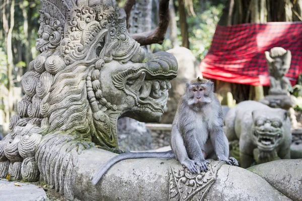 Scimmia nella foresta delle scimmie sacre, Ubud, Bali, Indonesia — Foto Stock