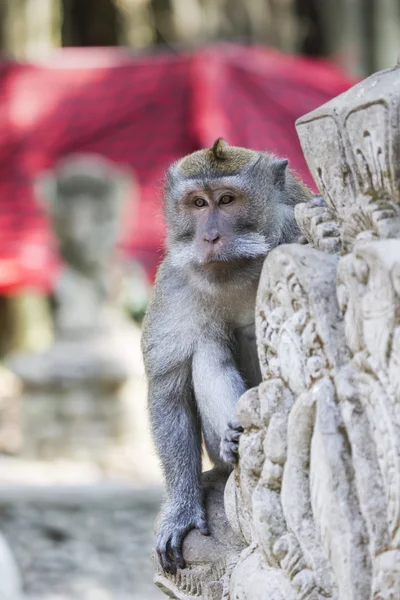 Mono en el Bosque Sagrado de Monos, Ubud, Bali, Indonesia — Foto de Stock