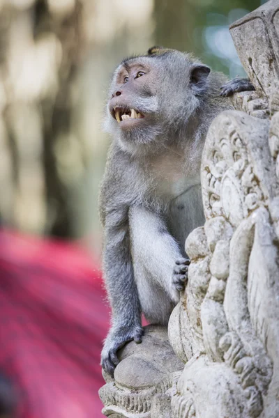 Scimmia nella foresta delle scimmie sacre, Ubud, Bali, Indonesia — Foto Stock