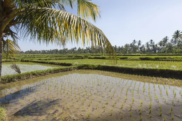 Zöld rizs mezők Bali-sziget, Bali, Indonézia közelében — Stock Fotó