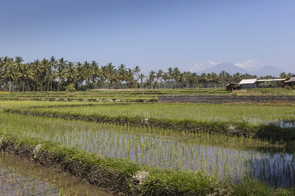 Зеленые рисовые поля на острове Бали, недалеко от Убуда, Индонезия — стоковое фото