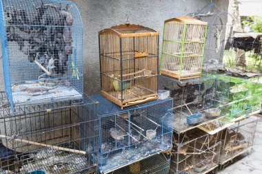 Geko kafes içinde indoensiai pazarda.