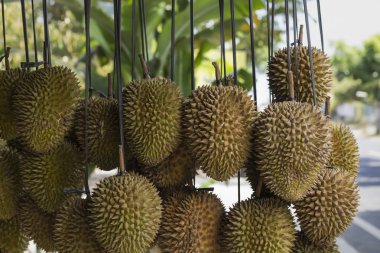 Durian meyve semt pazarı durak, Sumatra, Endonezya. Durian yeniden