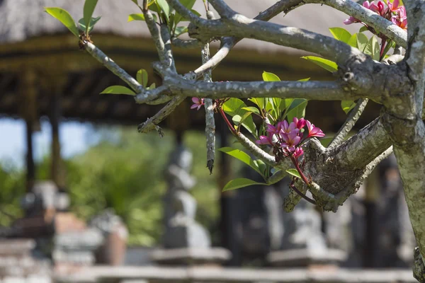 Bali, Endonezya güzel güneşli bir tapınakta — Stok fotoğraf