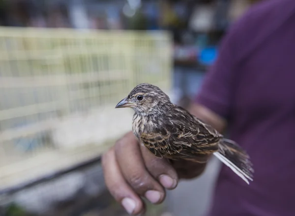 Färgglada burar till salu på fågeln marknaden i Yogyakarta, Java, — Stockfoto