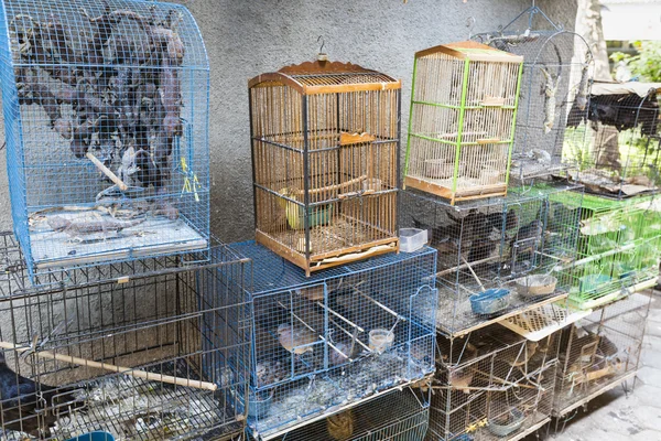 Geko kafes içinde indoensiai pazarda.