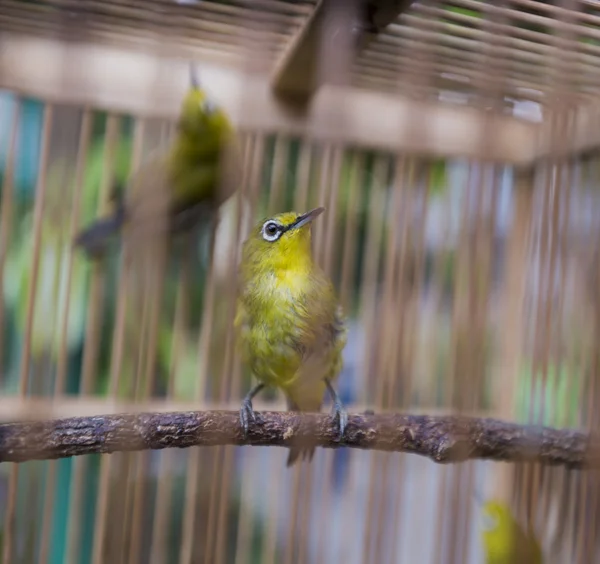 Gaiolas coloridas para venda no mercado de aves em Yogyakarta, Java , — Fotografia de Stock