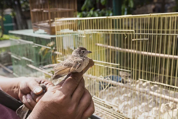 Kolorowy klatki na sprzedaż na rynku ptak w Yogyakarta, Java, — Zdjęcie stockowe