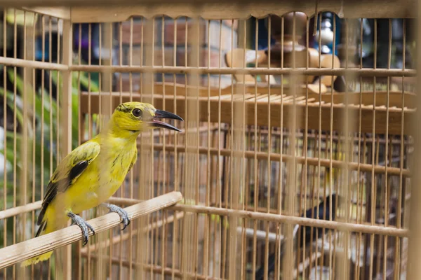 Barevné klece na prodej na ptačí trh v Yogyakarta, Java, — Stock fotografie