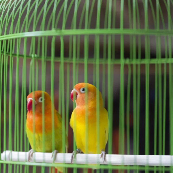 Bunte Käfige zum Verkauf auf dem Vogelmarkt in Yogyakarta, Java, — Stockfoto