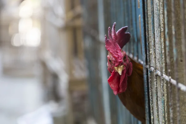 Boos kip of kip in de kooien voor verkoop in de markt. Tortur — Stockfoto