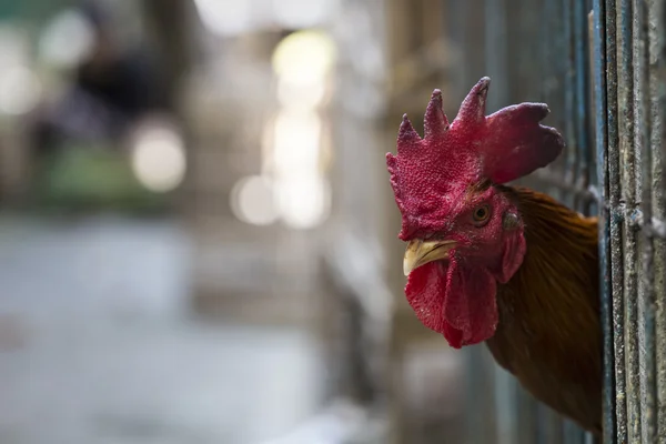 Злой цыпленок или курица в клетках для продажи на рынке. Тортур — стоковое фото