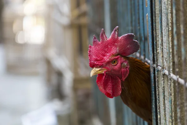 Angry chicken or hen in the cages for sell in the market. Tortur — Stock Photo, Image