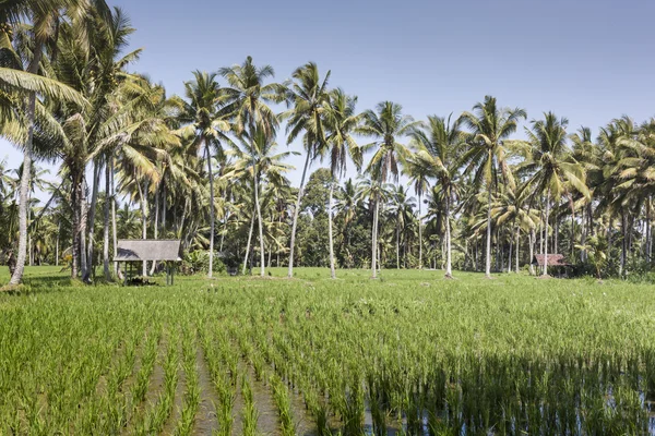 Bali terras rijstvelden met palmbomen achter. — Stockfoto