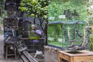 Kuşlar ve Yogyakarta, Cent Pasar Ngasem piyasada, papağan