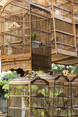 Kuşlar ve Yogyakarta, Cent Pasar Ngasem piyasada, papağan