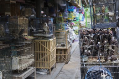 Kuşlar ve Yogyakarta, Cent Pasar Ngasem piyasada, papağan