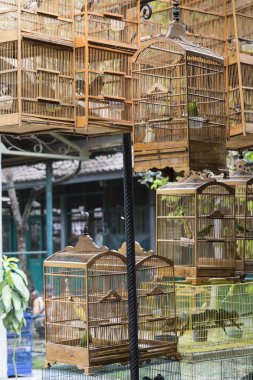 Kuşlar ve Yogyakarta, Cent Pasar Ngasem piyasada, papağan