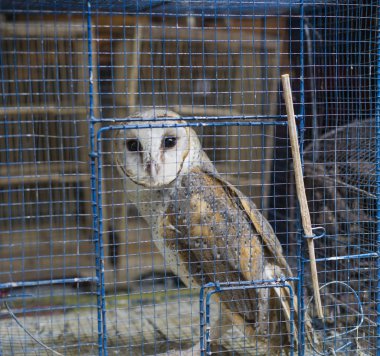 Bir baykuş kafese girdi.