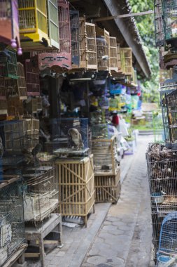 Kuşlar ve Yogyakarta, Cent Pasar Ngasem piyasada, papağan