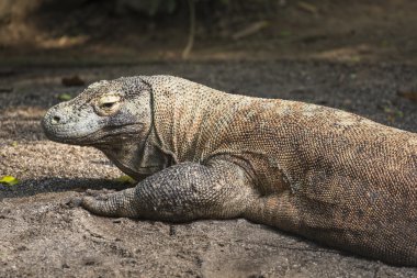 Komodo Dragon, dünyanın en büyük kertenkelesi.