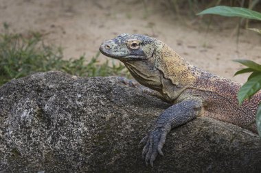 Komodo Dragon, dünyanın en büyük kertenkelesi.
