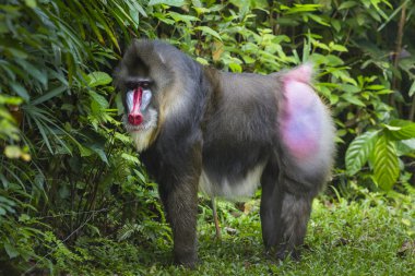Yetişkin erkek Mandrill'di portresi
