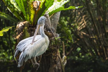 Hayvanat bahçesindeki Beyaz Pelikan