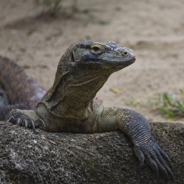 Komodo Dragon, dünyanın en büyük kertenkelesi.