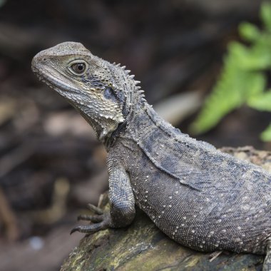 Avustralya su dragon