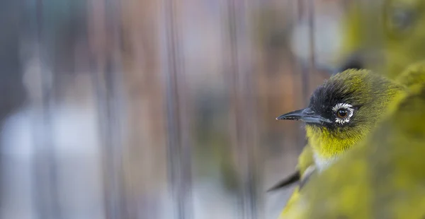 Birds at the Pasar Ngasem Market in Yogyakarta, Central Java, In — Stock Photo, Image