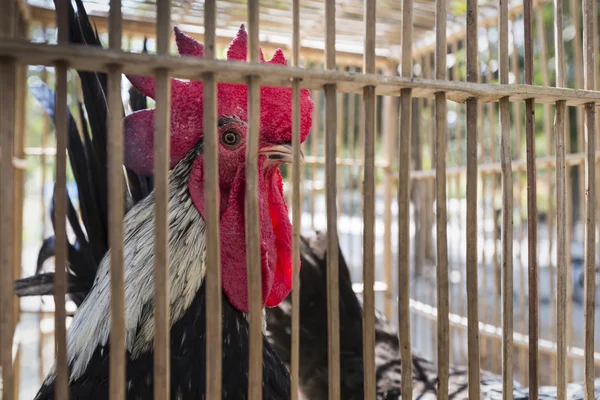 Gekooide haan klaar om te verkopen op straat markt in Yogjakarta, Indo — Stockfoto