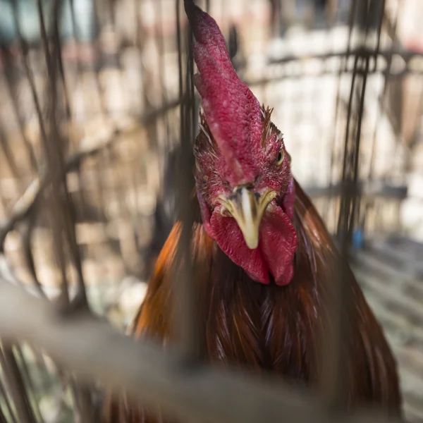 Ketrecbe zárt kakas kész eladni utcai piac Yogyakarta, Indo — Stock Fotó