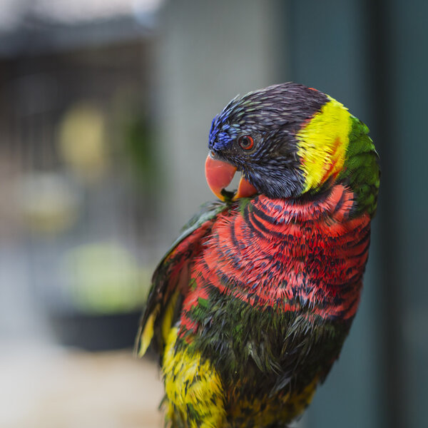 Parrots at the Pasar Ngasem Market in Yogyakarta, Central Java, — Stock Photo, Image