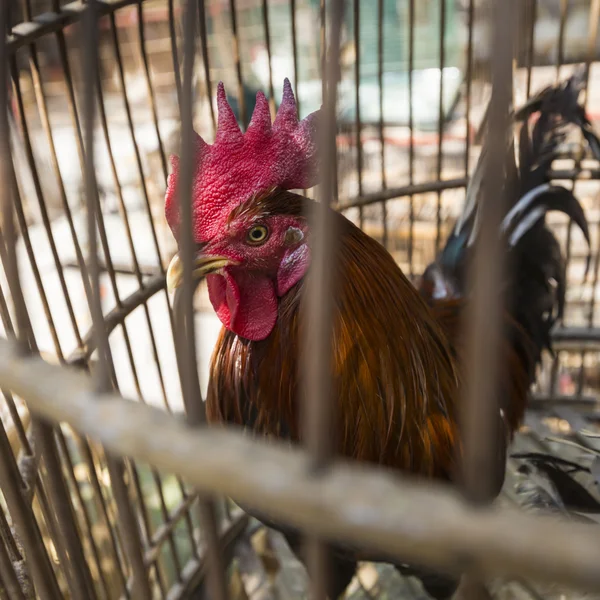 Gekooide haan klaar om te verkopen op straat markt in Yogjakarta, Indo — Stockfoto