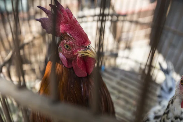 Gekooide haan klaar om te verkopen op straat markt in Yogjakarta, Indo — Stockfoto