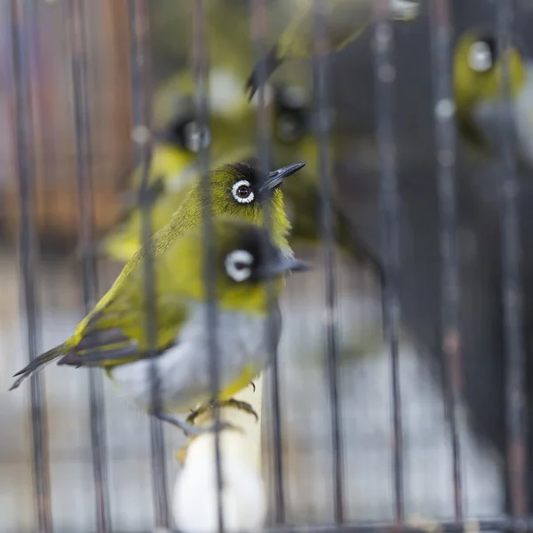 Birds at the Pasar Ngasem Market in Yogyakarta, Central Java, In — Stock Photo, Image