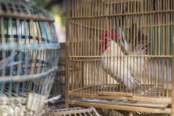 Kafesli horoz Yogjakarta, Hint sokak pazarında satmak için hazır — Stok fotoğraf