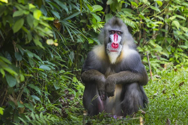 Portret van de volwassen mannelijke Mandril — Stockfoto