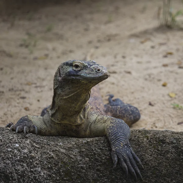 Komodo Dragon, the largest lizard in the world — Stock Photo, Image
