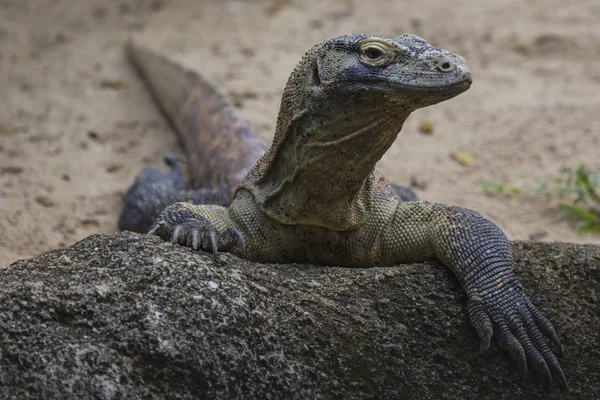 Komodo Dragon, de grootste hagedis ter wereld — Stockfoto