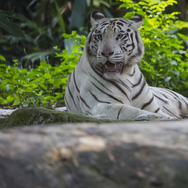 Tigre adulto de rayas blancas y negras raras — Foto de Stock